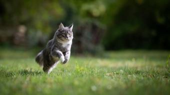 Ex�mio saltador e corredor, seu gato � um atleta em potencial