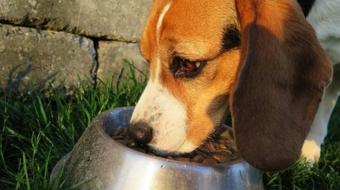 Pets nutridos apresentam melhor resposta �s vacinas