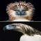 Crédito-1: Divulgação/Tim Flach