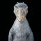 Crédito-3: Divulgação/Tim Flach