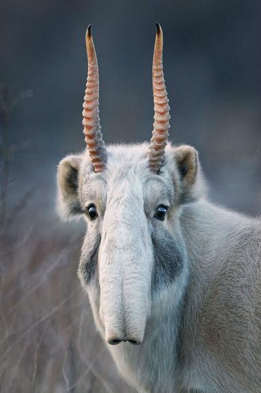 Crédito: Divulgação/Tim Flach