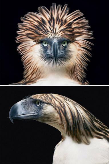 Crédito: Divulgação/Tim Flach