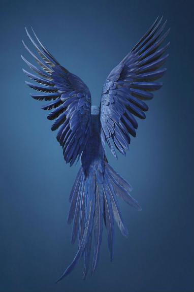 Crédito: Divulgação/Tim Flach
