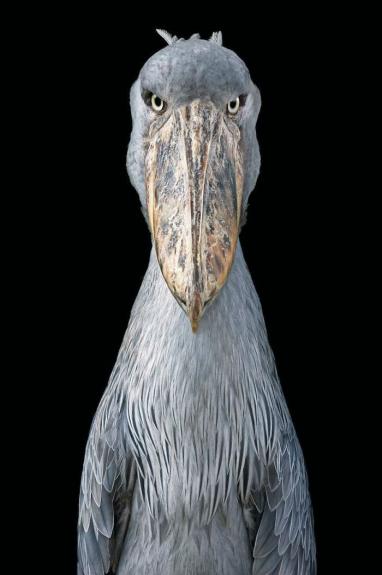 Crédito: Divulgação/Tim Flach