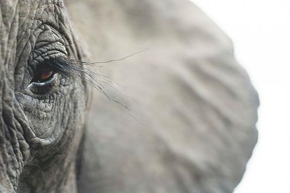 Crédito: Divulgação/Tim Flach