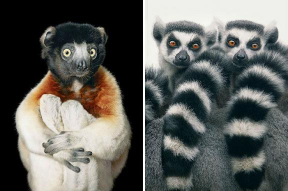 Crédito: Divulgação/Tim Flach