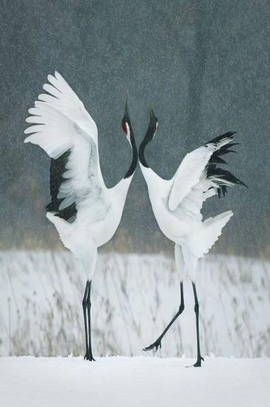 Crédito: Divulgação/Tim Flach