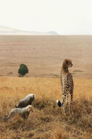 Crédito: Divulgação/Tim Flach