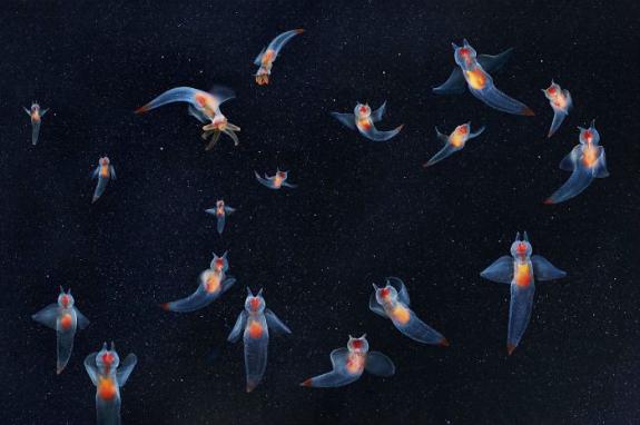 Crédito: Divulgação/Tim Flach