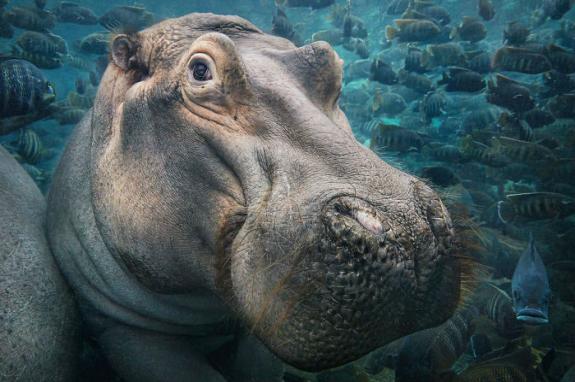 Crédito: Divulgação/Tim Flach