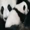 Crédito-3: Divulgação/Tim Flach