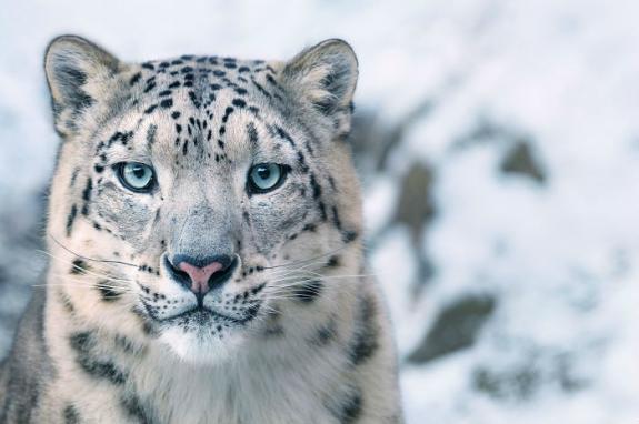 Crédito: Divulgação/Tim Flach
