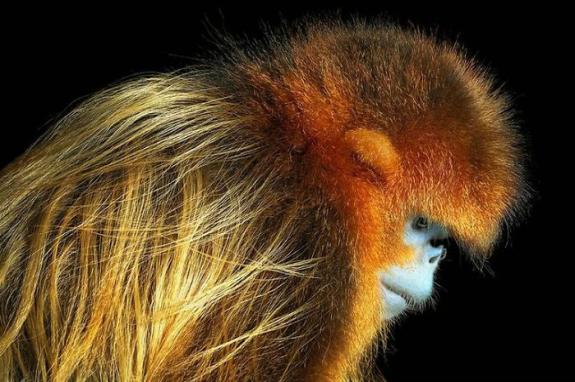 Crédito: Divulgação/Tim Flach