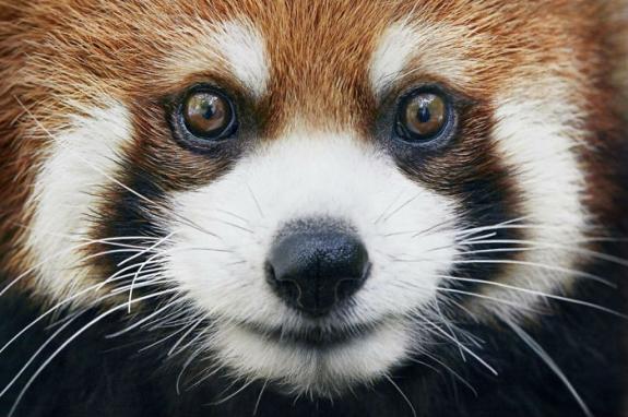 Crédito: Divulgação/Tim Flach