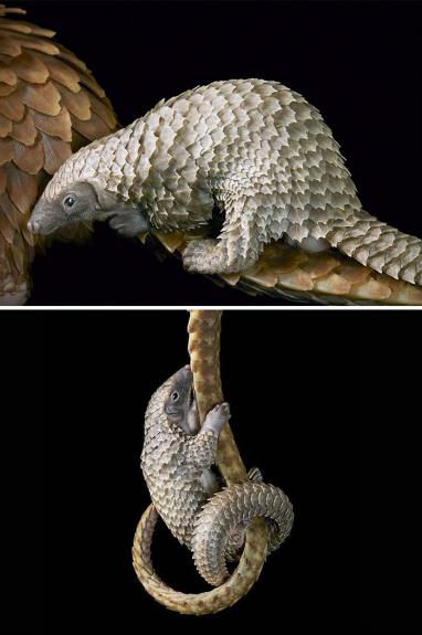 Crédito: Divulgação/Tim Flach