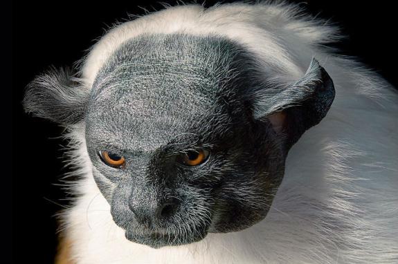 Crédito: Divulgação/Tim Flach