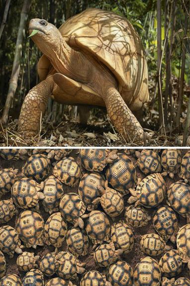 Crédito: Divulgação/Tim Flach