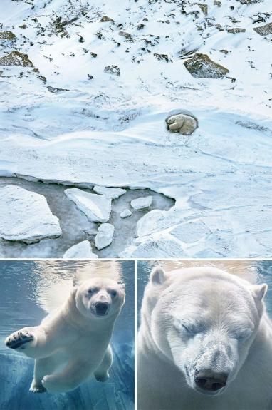 Crédito: Divulgação/Tim Flach
