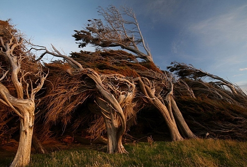 Árvores varridas pelo vento